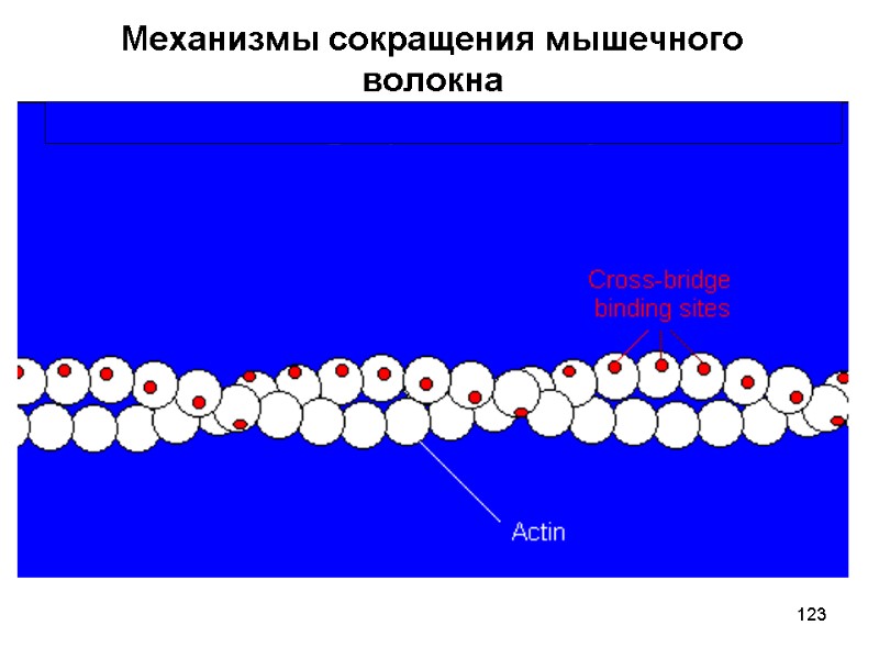 123 Механизмы сокращения мышечного волокна